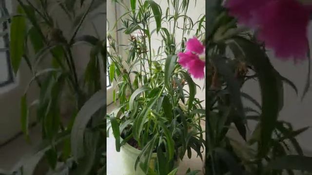 My tall dianthus смотреть онлайн