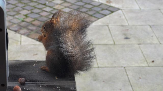 🐿️ Eichhörnchen Lewis knackt eine Haselnuss und frisst sie direkt. (HD/4K) смотреть онлайн