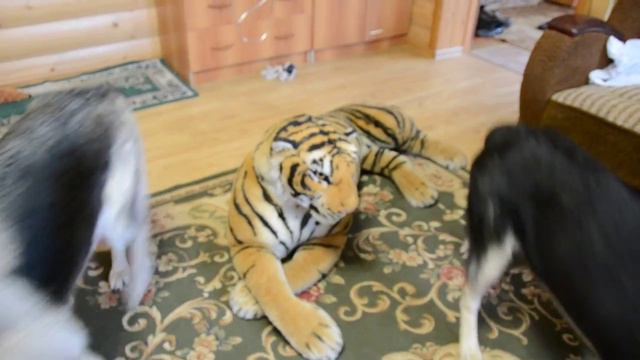 Охота на тигра смотреть онлайн