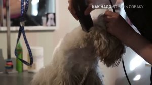 как надо стричь собаку