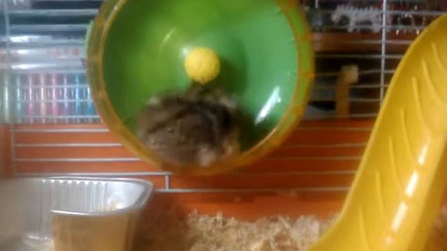 ❤Знакомство с Джесси❤||Сирийский хомяк Джесси||🐁🐀🐹🐭 смотреть онлайн