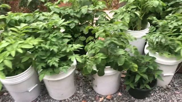 Potatoes: Red Norland, Yukon Gold 2020 смотреть онлайн