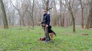 НЕМЕЦКАЯ ОВЧАРКА |ДРЕССИРОВКА НЕМЕЦКОЙ ОВЧАРКИ | КАК ДРЕССИРОВАТЬ НЕМЕЦКУЮ ОВЧАРКУ