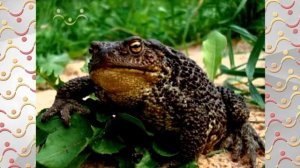 АЗН  Биология.  Дыхание растений и животных.  Липа.  Пчёлы