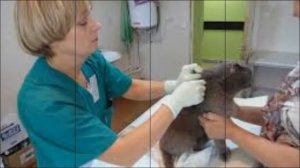 Лечение и Профилактика Рвоты у Котов и Кошек!
