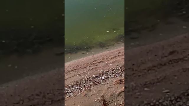 пиленгас в Молочном лимане смотреть онлайн