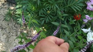 мята , какие бывают виды , разведение уход .