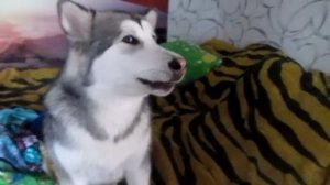 Разговорчивый Аляскинский маламут