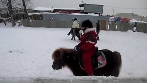 1 занятие на пони