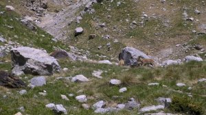 Идем на Поляну Желаний у подножия горы Уллу-Тау, встречаем стадо горных козлов, не купаемся в озере