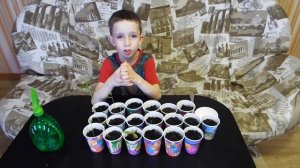 Дуб из желудя за 50 дней.