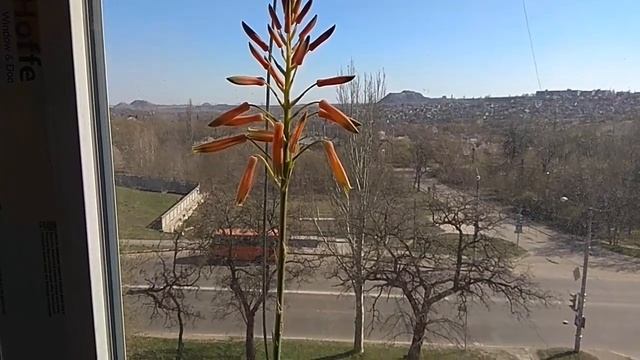 Зацвело алоэ