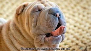 Шарпей (собака): характеристика китайского и американского видов