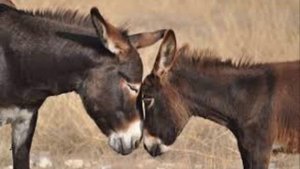 Песня сказочных ослов.