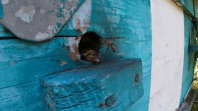 Пять ресурсов, которые необходимы пчёлам, для успешного развития весной. Часть 1..mp4 смотреть онлайн