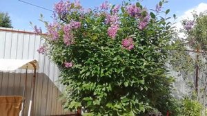 Венгерская сирень