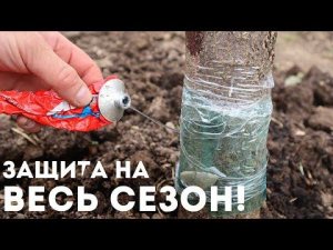 Яблоня без тли и муравьёв. Лучшая ловушка от муравьев на всё лето без вреда для дерева.