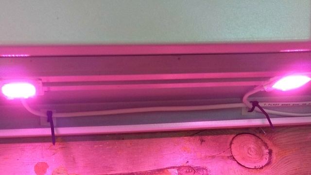 Где зимуют наши пеларгонии смотреть онлайн