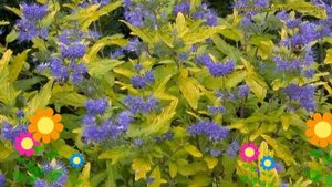 Кариоптерис кландоненский Санни Блю. Краткий обзор, описание caryopteris clandonensis Sunny Blue