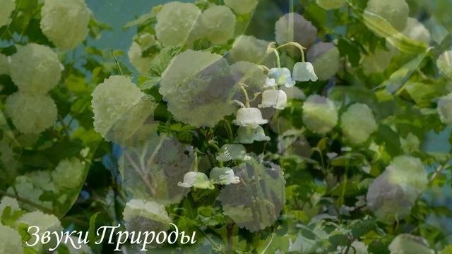 ?Звуки пения птиц, благотворно влияют на здоровье человека ? #музыкадлясна