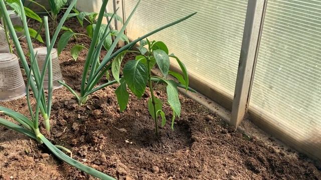 Как сажать перцы и томаты смотреть онлайн