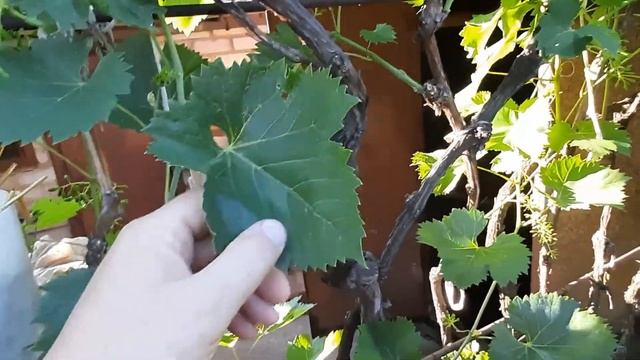 Как избавиться от виноградного клеща, зудня.