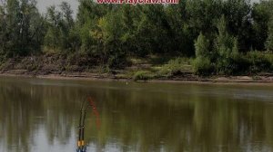 Ловля сома на 500кг и 400кг