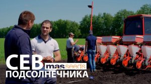 Как правильно сеять подсолнечник