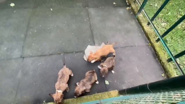 Минибуликам 50 дней! Первая прогулка! смотреть онлайн