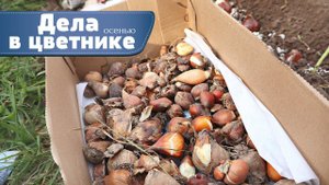 Для новичков.  Как подготовить цветы к зиме?  Советы в цветнике осенью. Что делать с цветами осенью