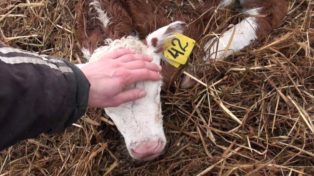 Обход скота в КФХ Герефорд