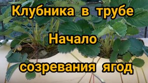 Клубника в трубах на 2 июля