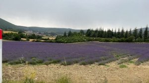 МОИ ЛАВАНДОВЫЕ КАНИКУЛЫ В ПРОВАНСЕ #лаванда  #прованс #лавандовыеполя