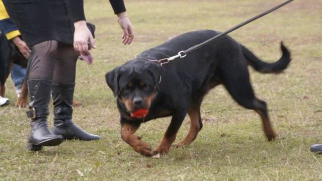 Мои чемпионы ротвейлеры смотреть онлайн