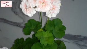 Изумительная цветочная кокетка: пеларгония Odensjo Vaya Con Dios