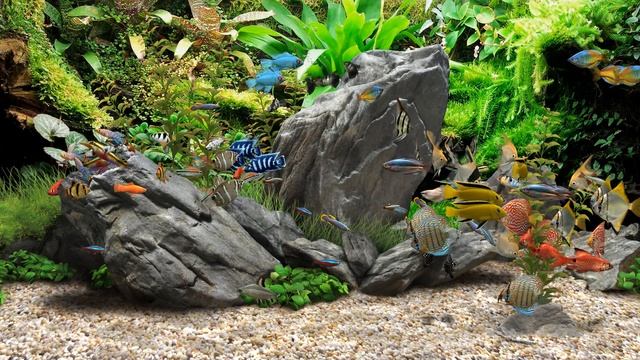 Dream Aquarium (4K) смотреть онлайн