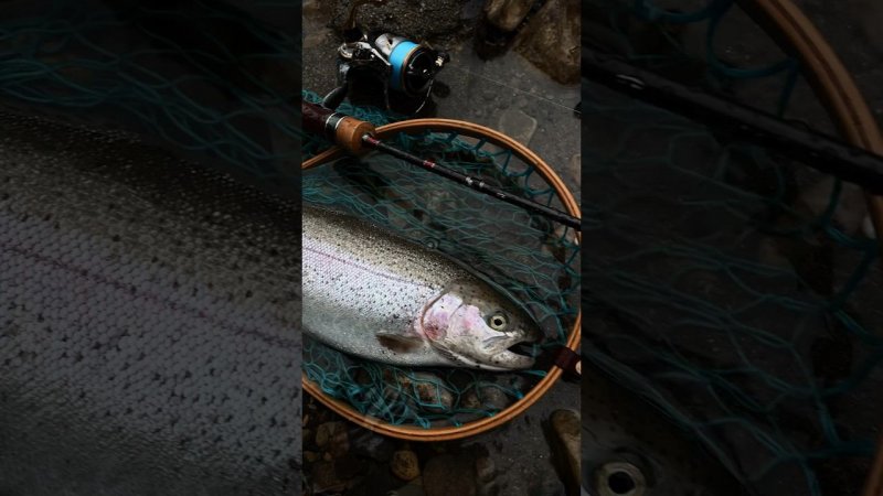 Norstream Troutist 662SUL  #fishing #рыбалка #streamfishing #troutfishing