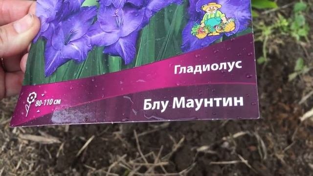 Гости сада милые и колючие