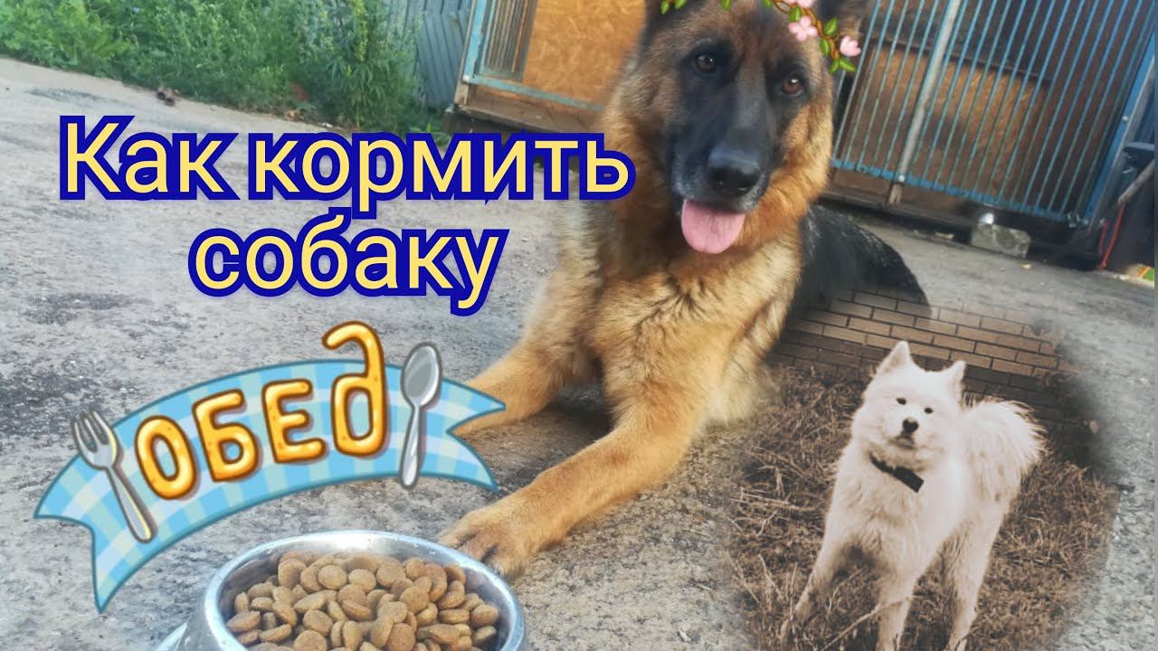 Как кормить собаку.Дневник кинолога Алексея Саламатина