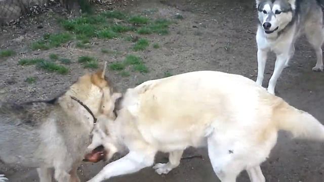 Shikoku Ken (四国犬) & Anatolian Shepherd смотреть онлайн