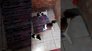 Племенной Питомник Гладкошерстных Фокстерьеров!