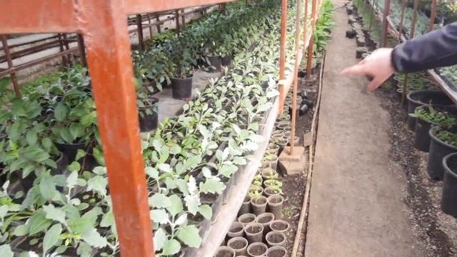 Саженцы и Рассада - о начале продаж весна 04.2023г