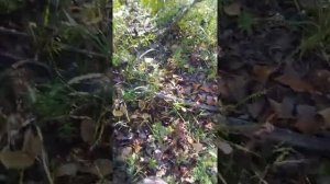 Собираем гриб Валуй!