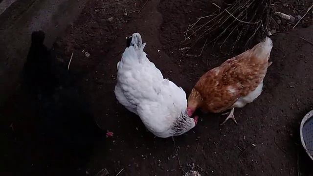 Семечки едят смотреть онлайн