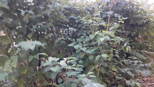 ГРЕЧИХА САХАЛИНСКАЯ смотреть онлайн