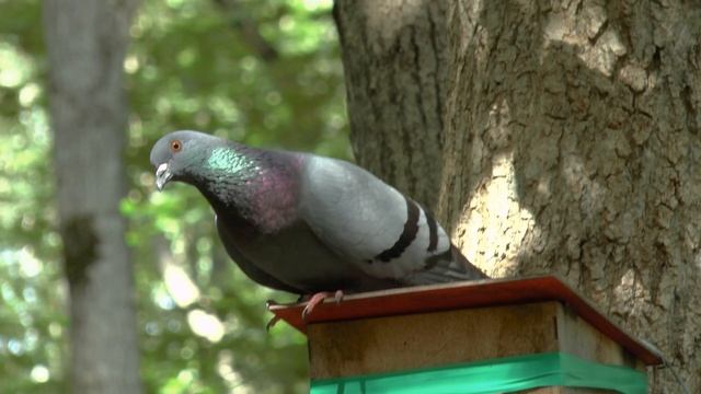 Книга снов. Рассказы очевидцев. Художественные рассказы от астролога. Рассказ "Чужой посёлок". смотреть онлайн