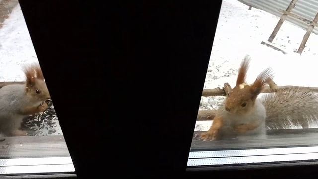 смешной ушастик смотреть онлайн