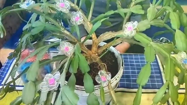 Старинный заговор для лечения ног весной. смотреть онлайн