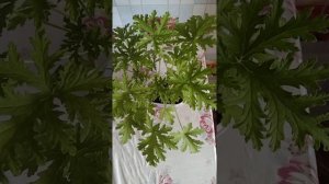 # 008Душистая пеларгония/герань с запахом лимона,уход,полив