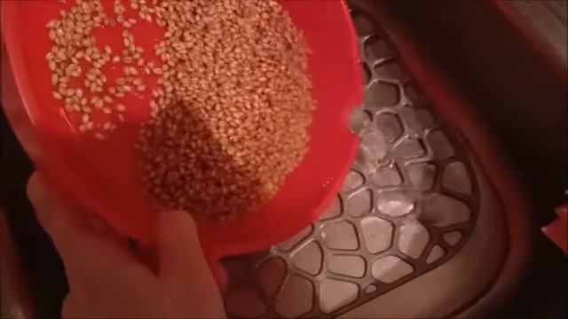 Как Прорастить Пшеницу/Мой Опыт Проращивания Пшеницы